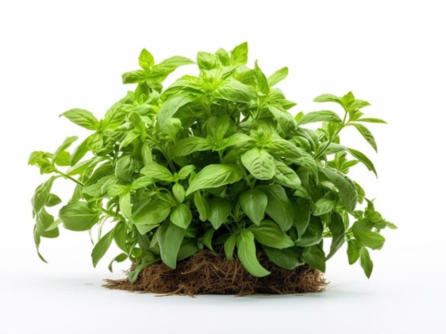 Herb Growth